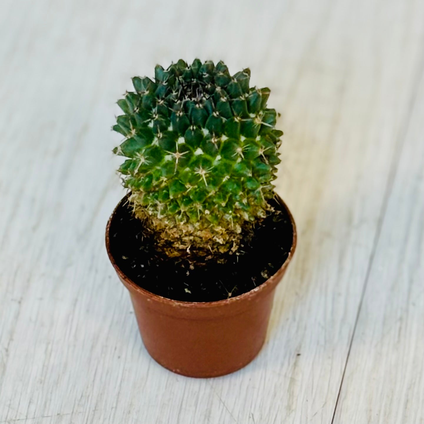 Cactus - Assorted 2"