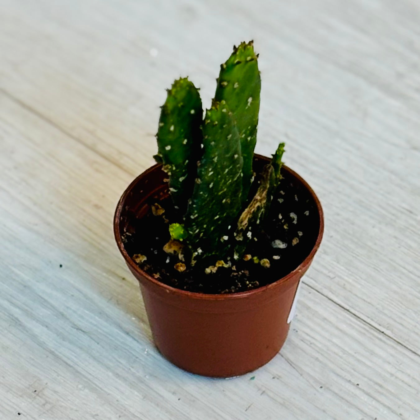 Cactus - Assorted 2"