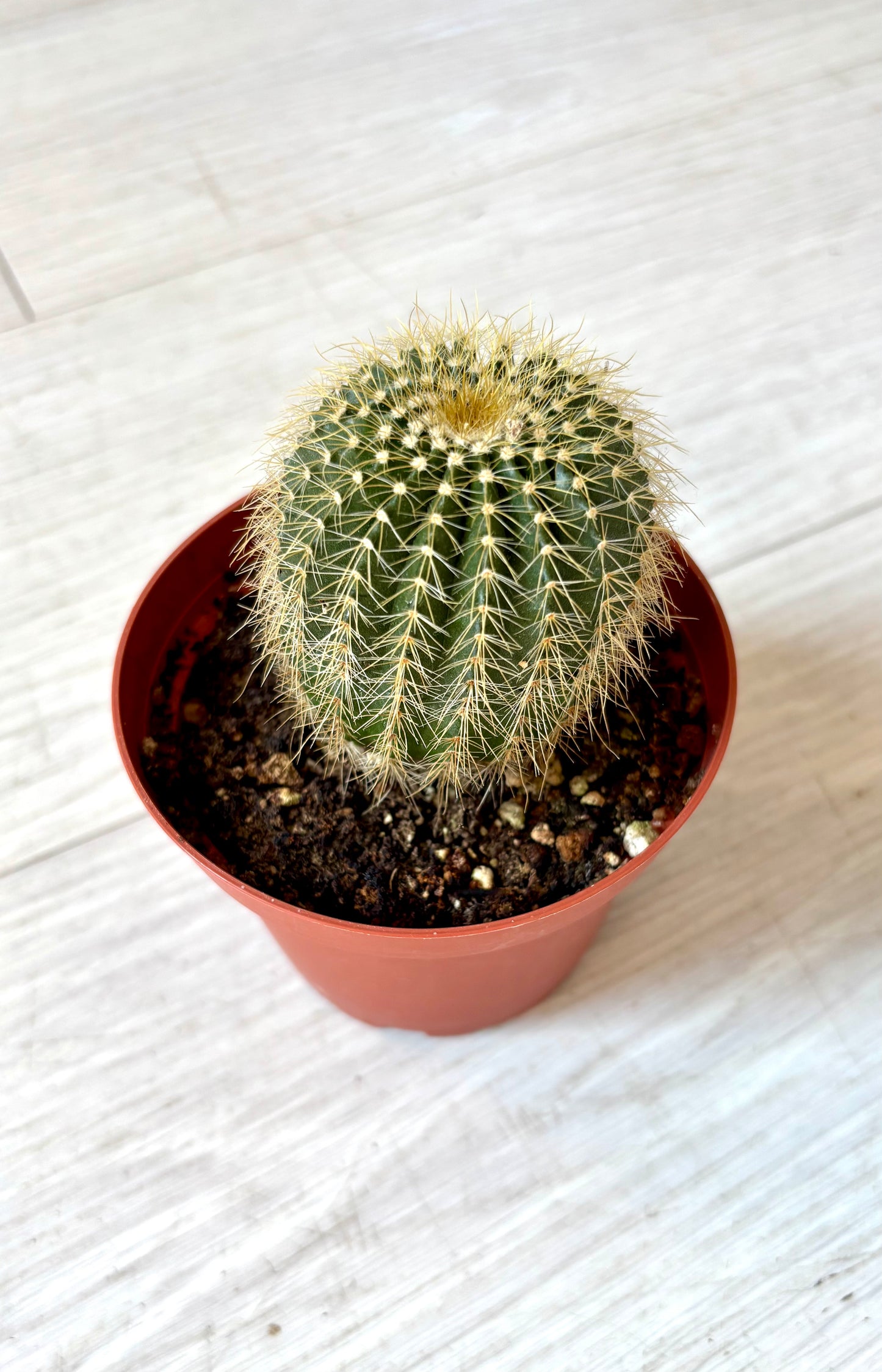 Cactus - Assorted 4"