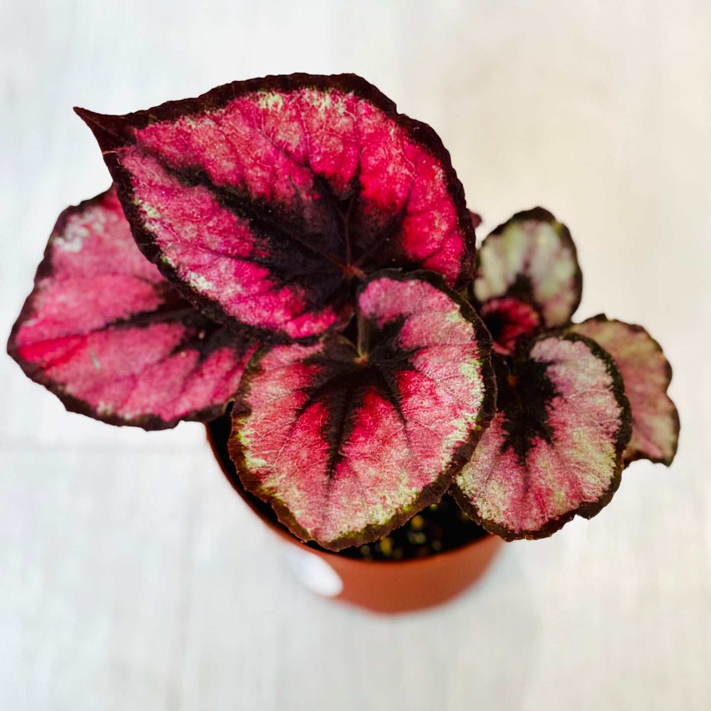 Rex Begonia