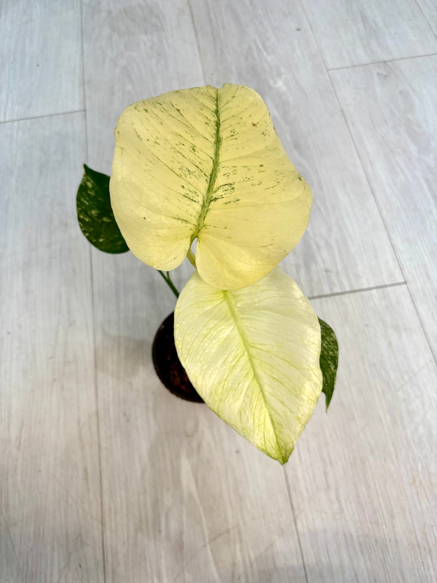 White Monster Monstera