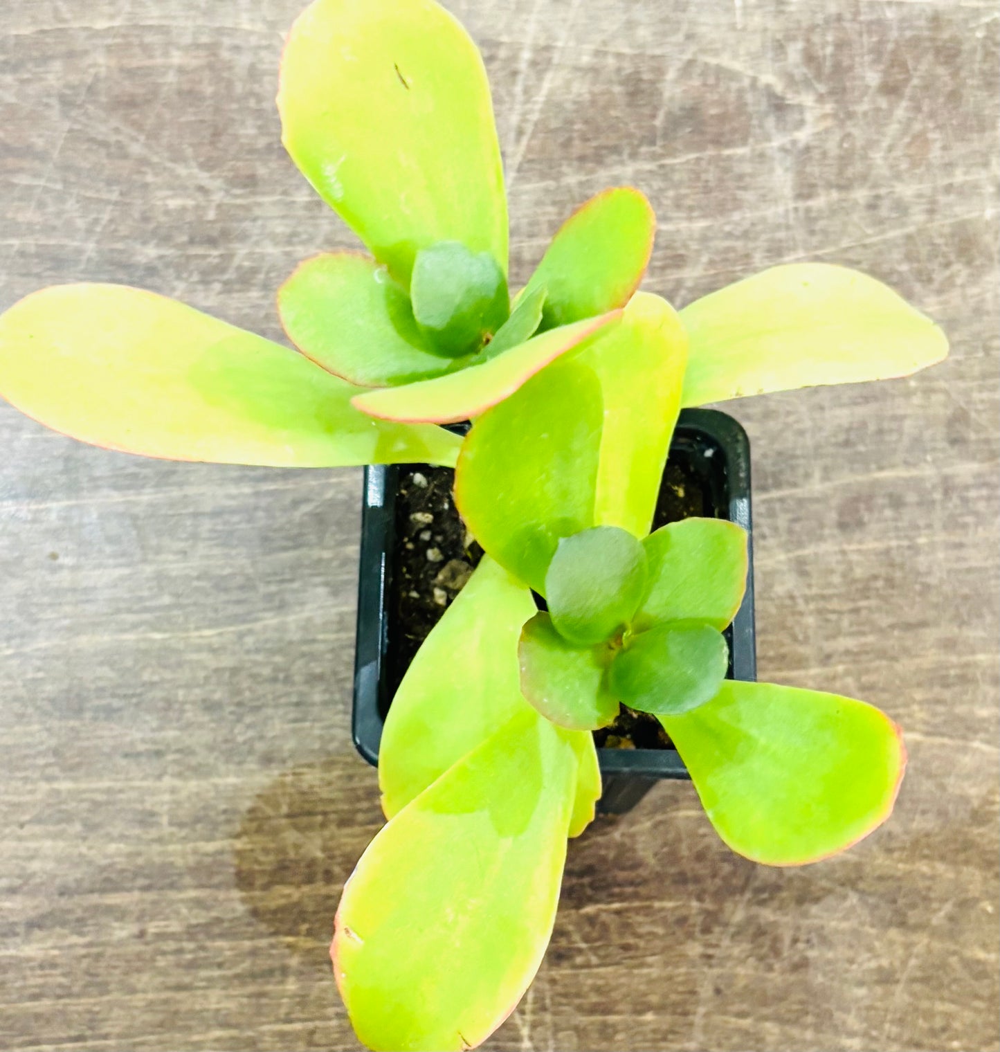 Succulents - Assorted 3"