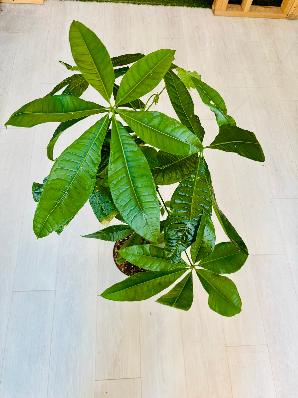 Money Tree