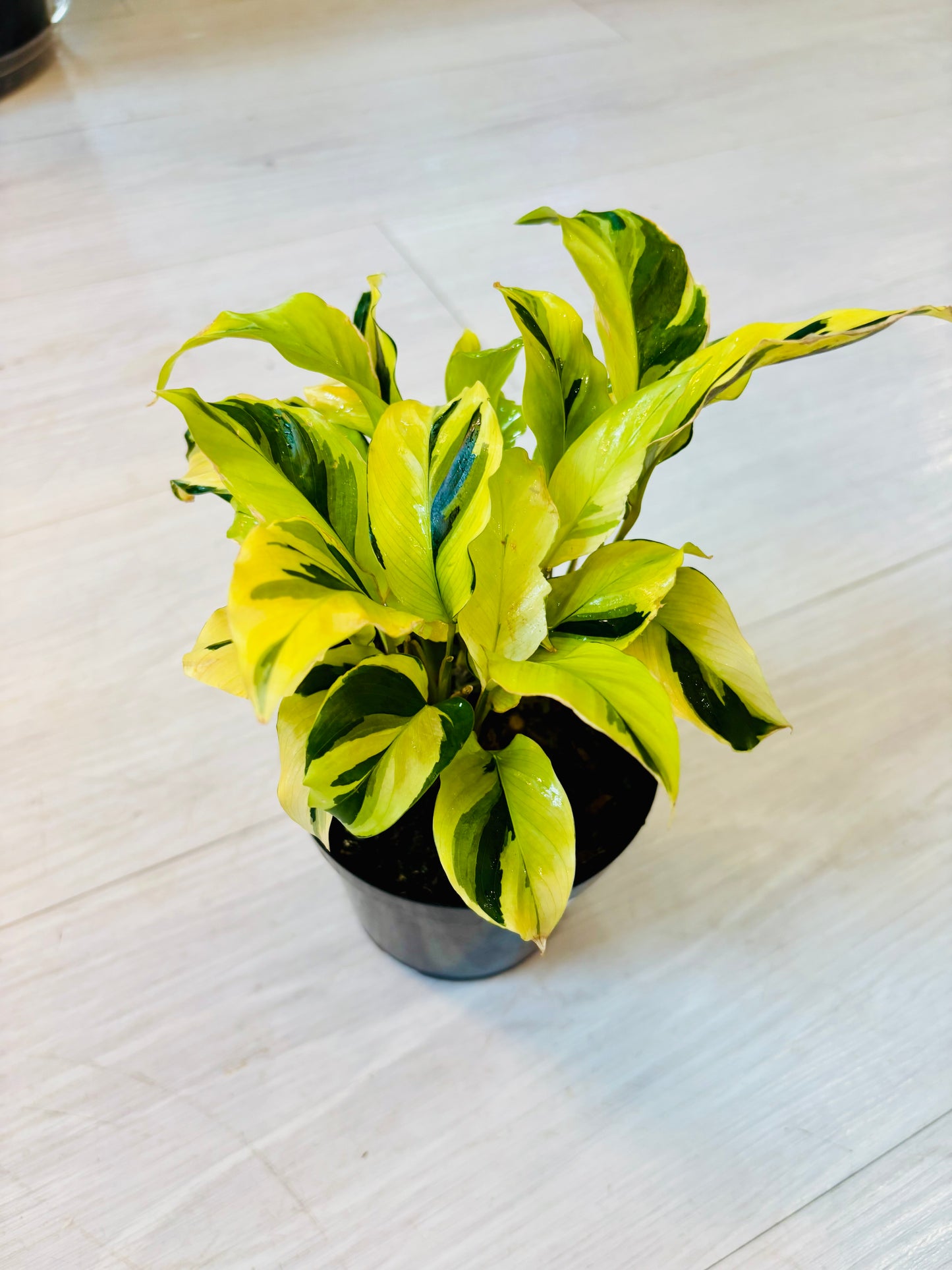 Yellow Fusion Calathea