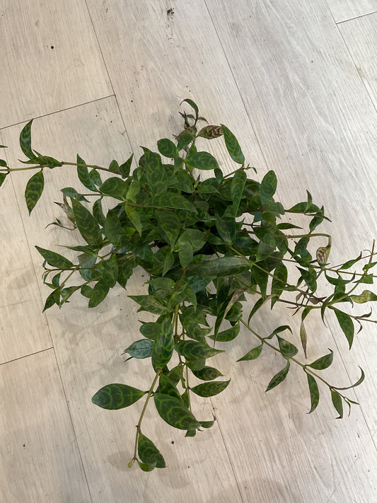 Black Pagoda Lipstick Plant