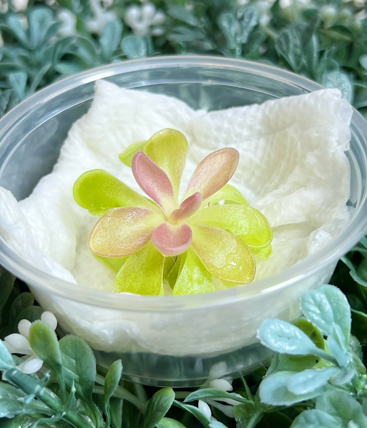 Rosy-Lavender Butterwort