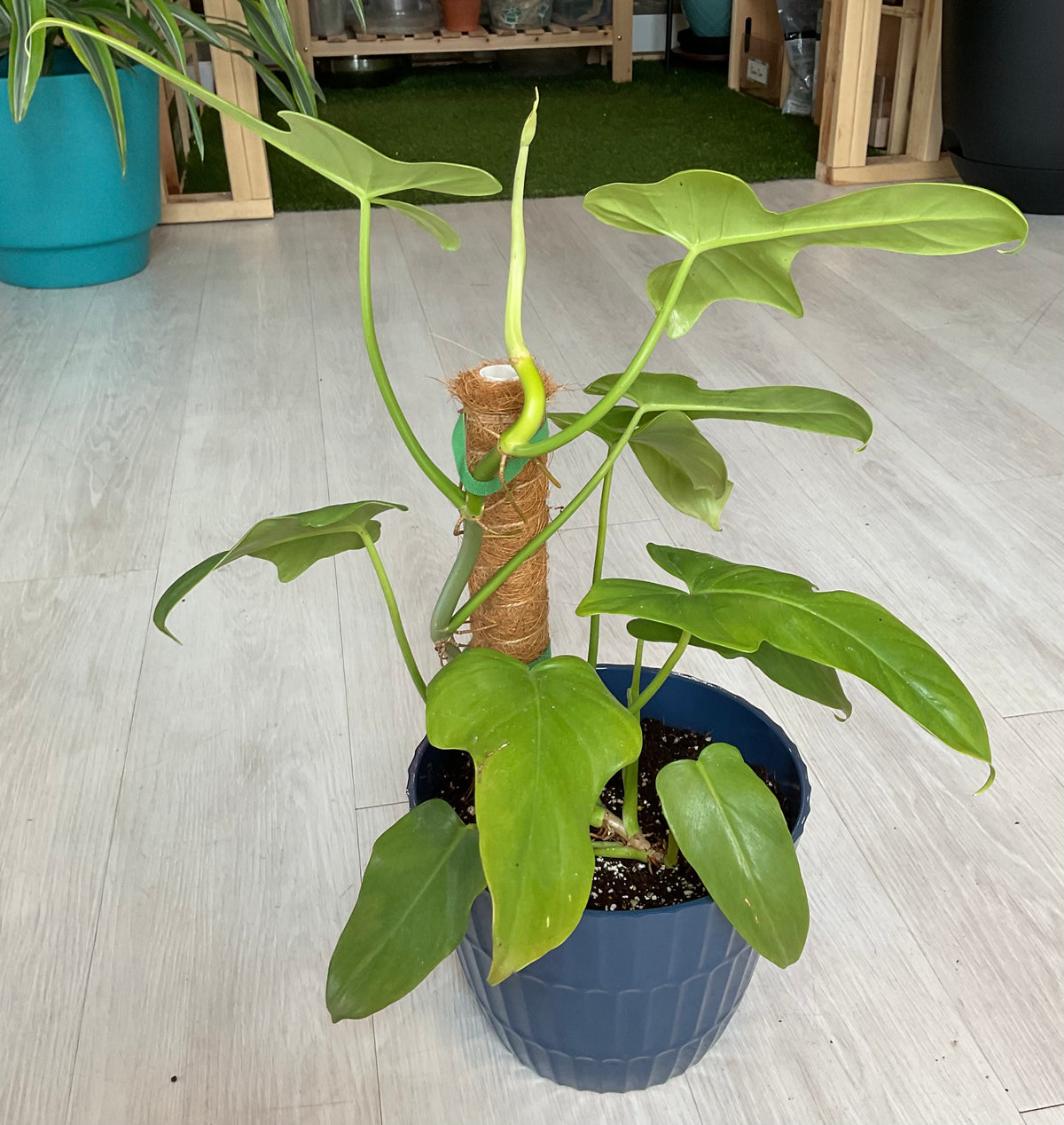 Violin Philodendron