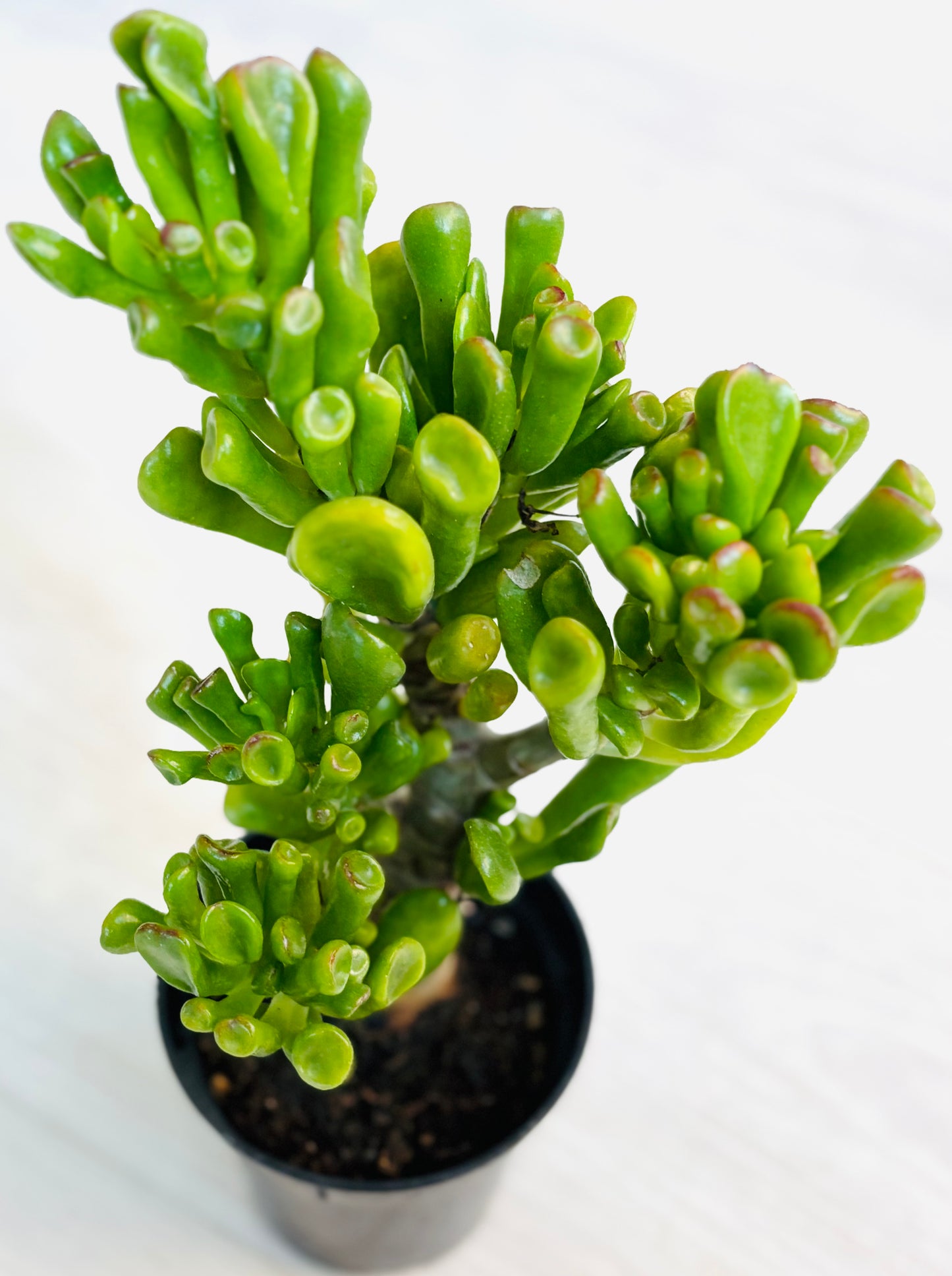 Hobbit Jade