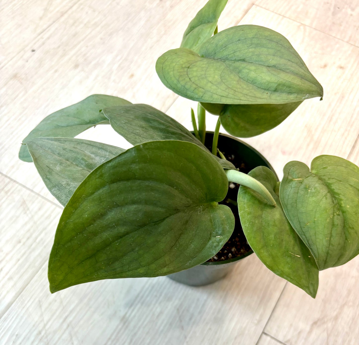 Platinum Scindapsus