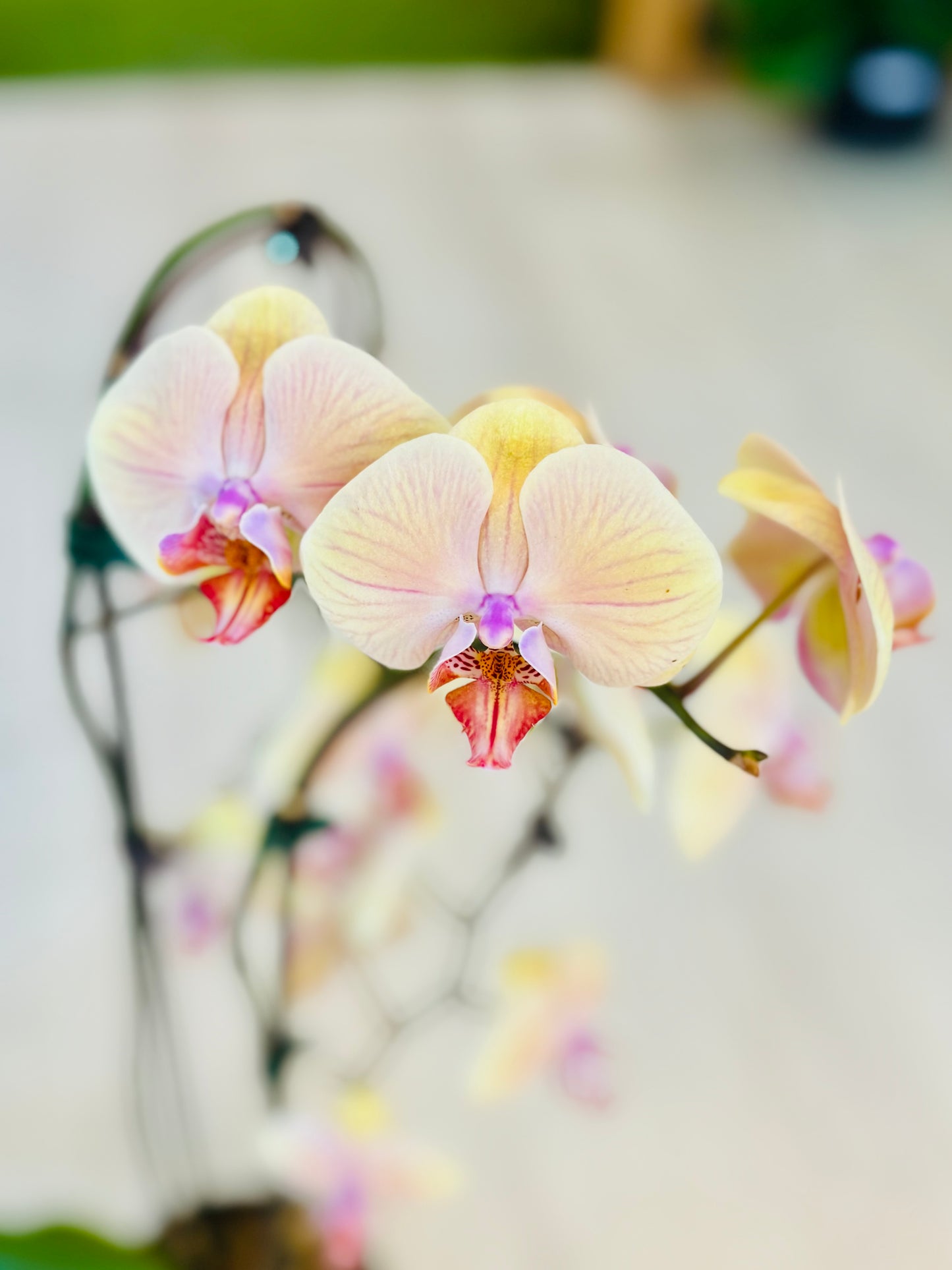 Phalaenopsis Orchid