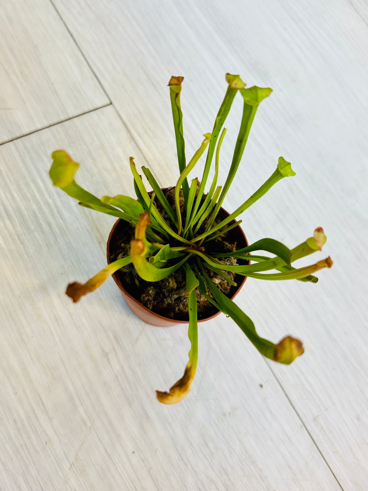 Sarracenia flava Pitcher Plant