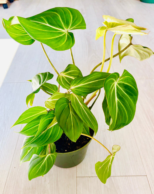 Gloriosum Philodendron
