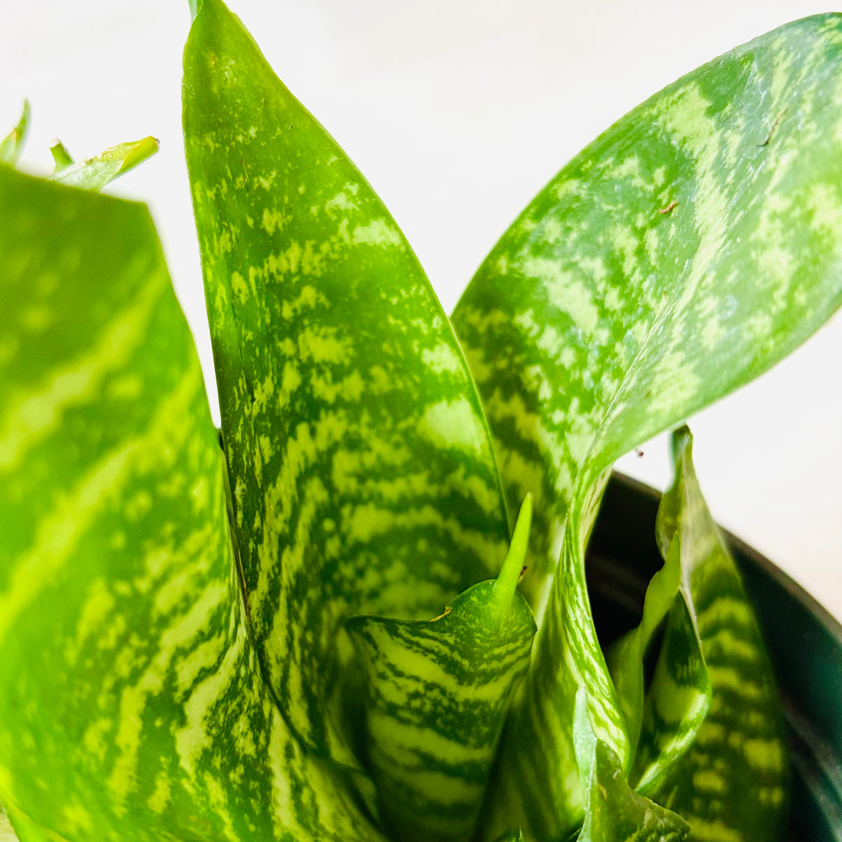 Green Hahnii Snake Plant