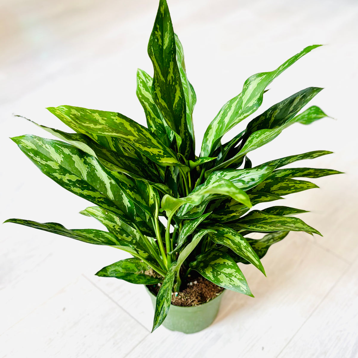 Maria Aglaonema