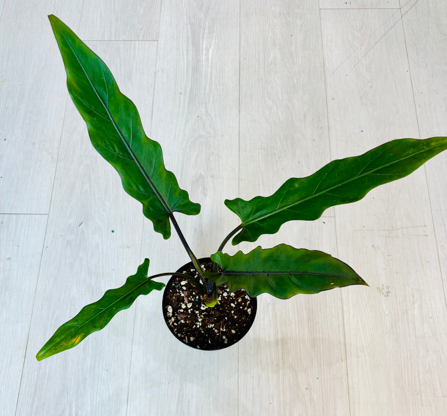 Purple Sword Alocasia