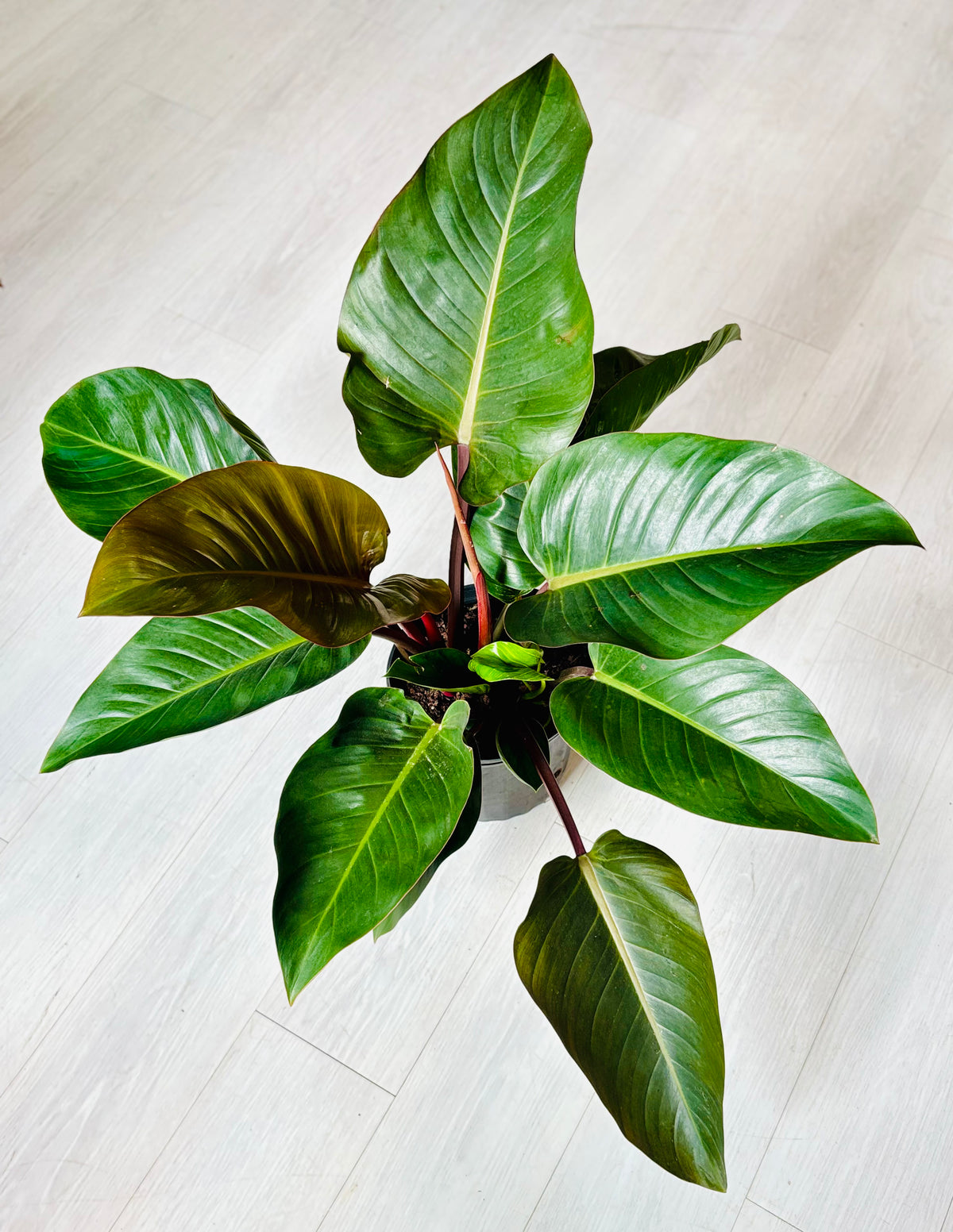 Imperial Red Philodendron