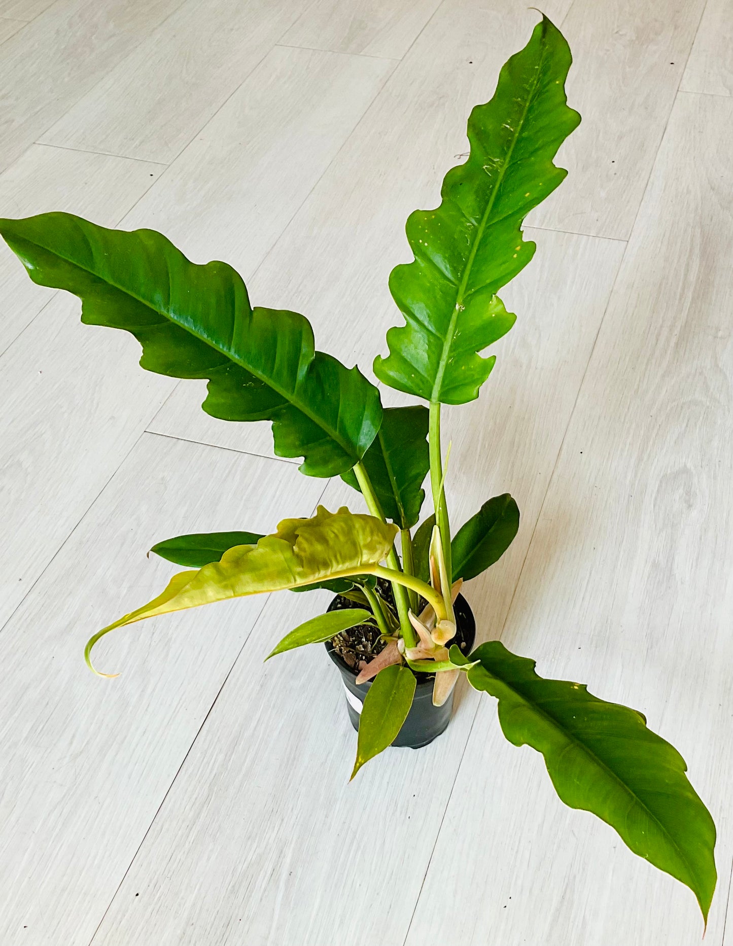Jungle Boogie Philodendron
