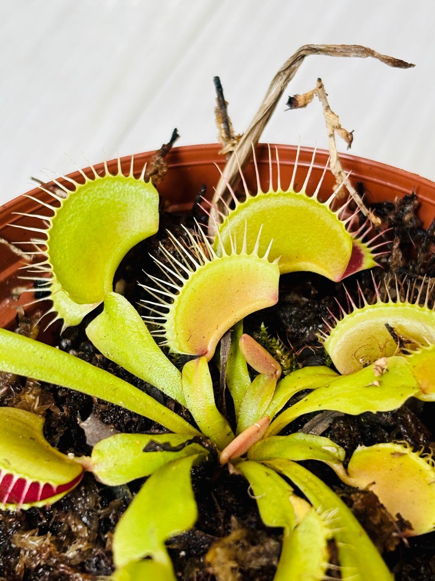 Mammoth Venus Fly Trap