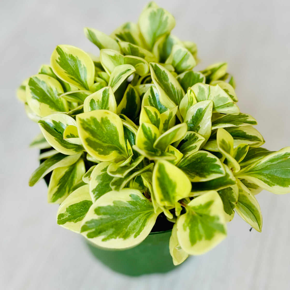 Variegated Peperomia