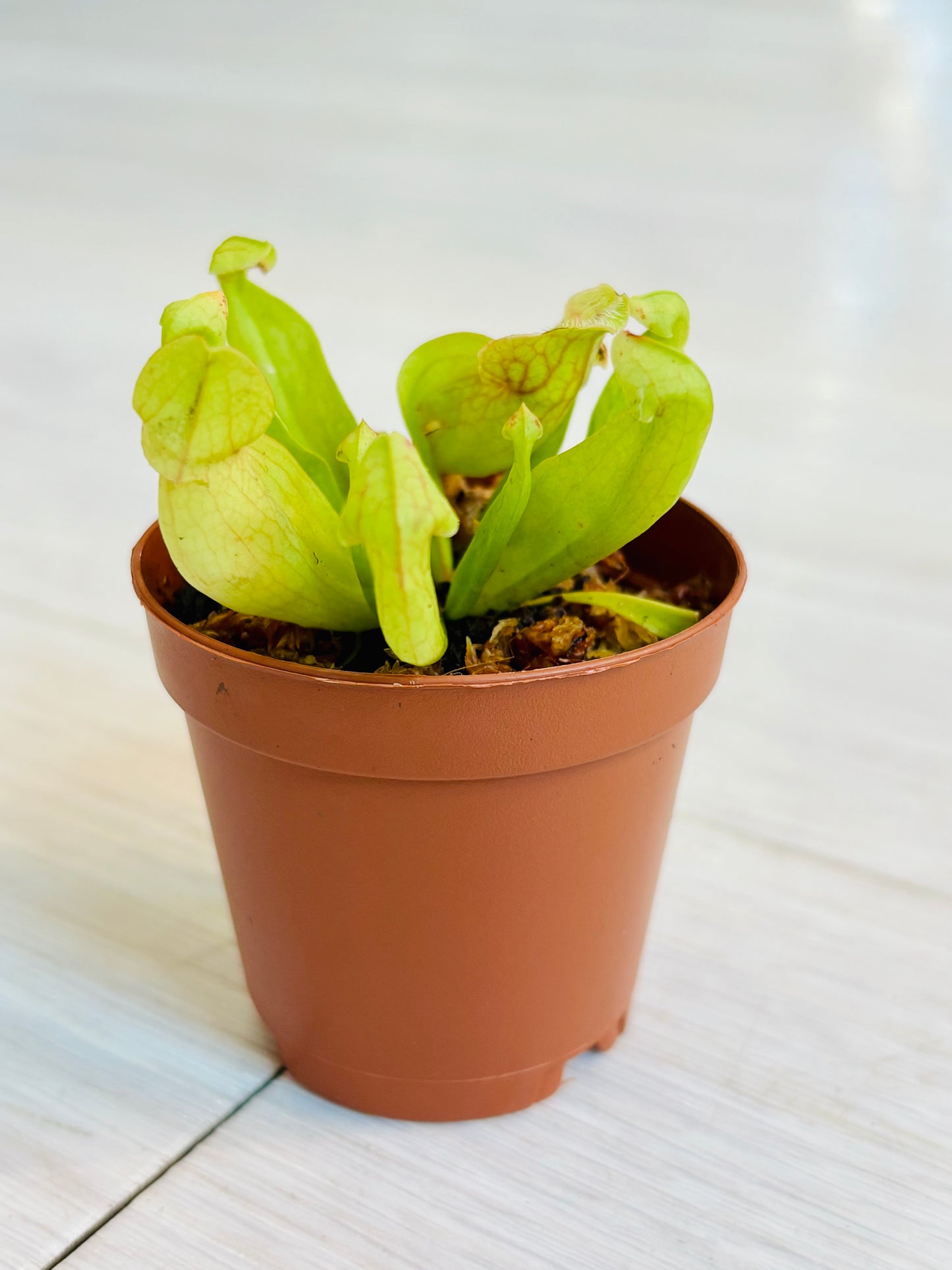 Sarracenia minor