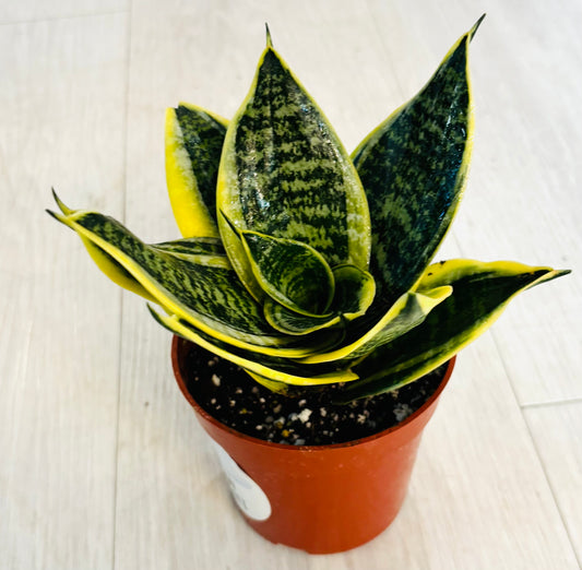 Gold Hahnii Snake Plant