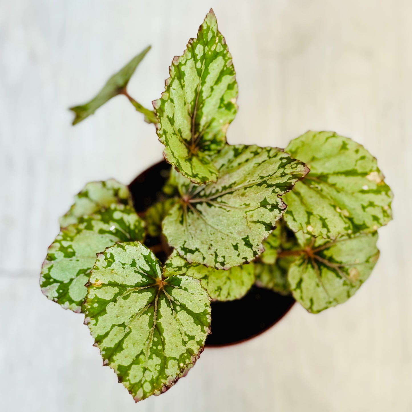 Rex Begonia