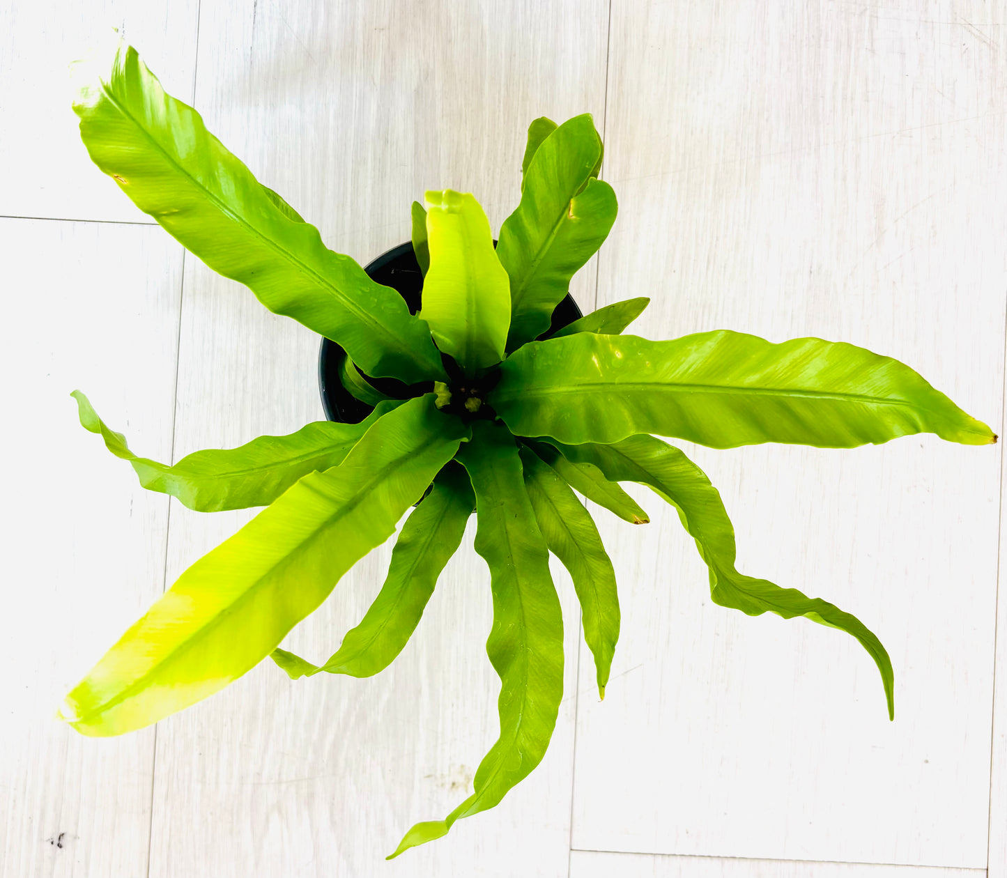 Birds Nest Fern