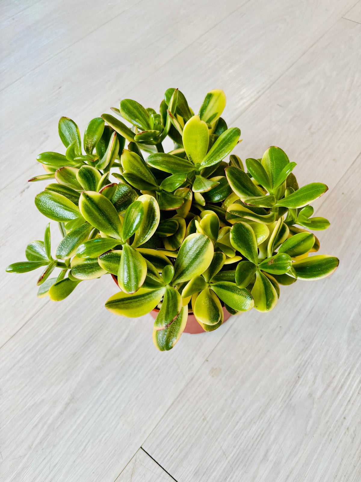 Tricolor Jade