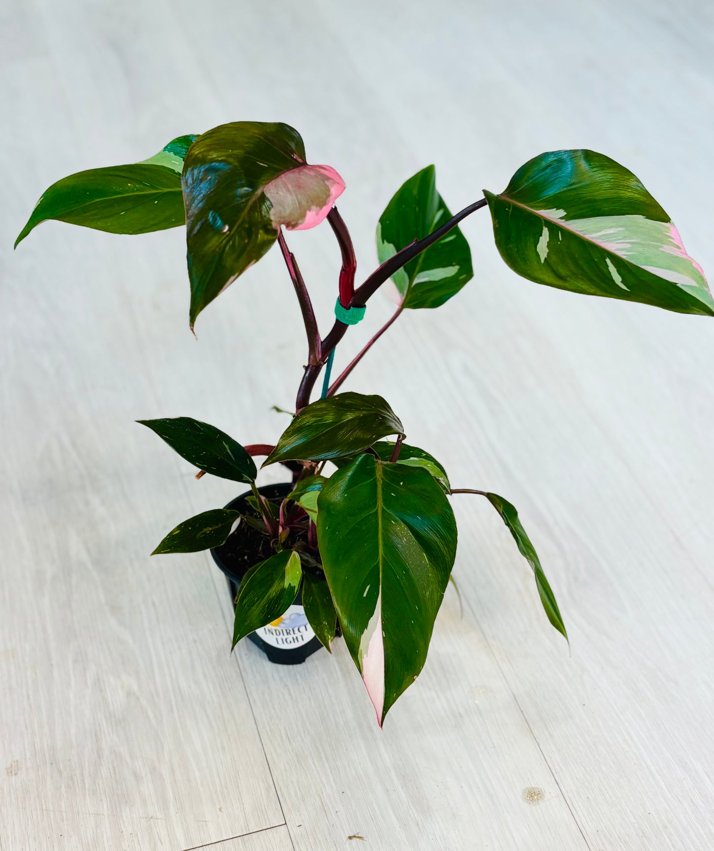 Marble Pink Princess Philodendron