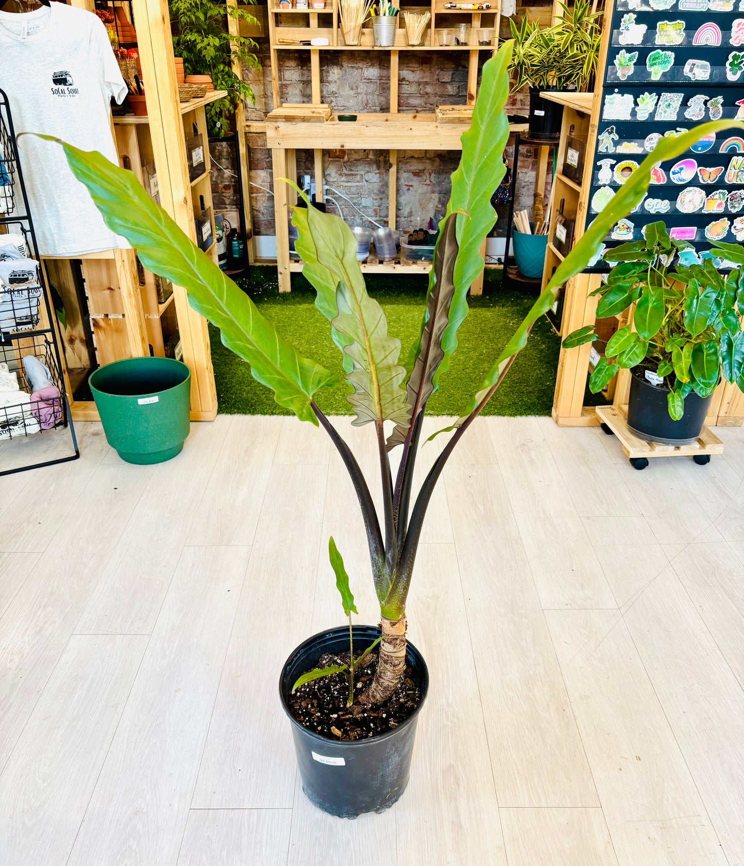 Purple Sword Alocasia