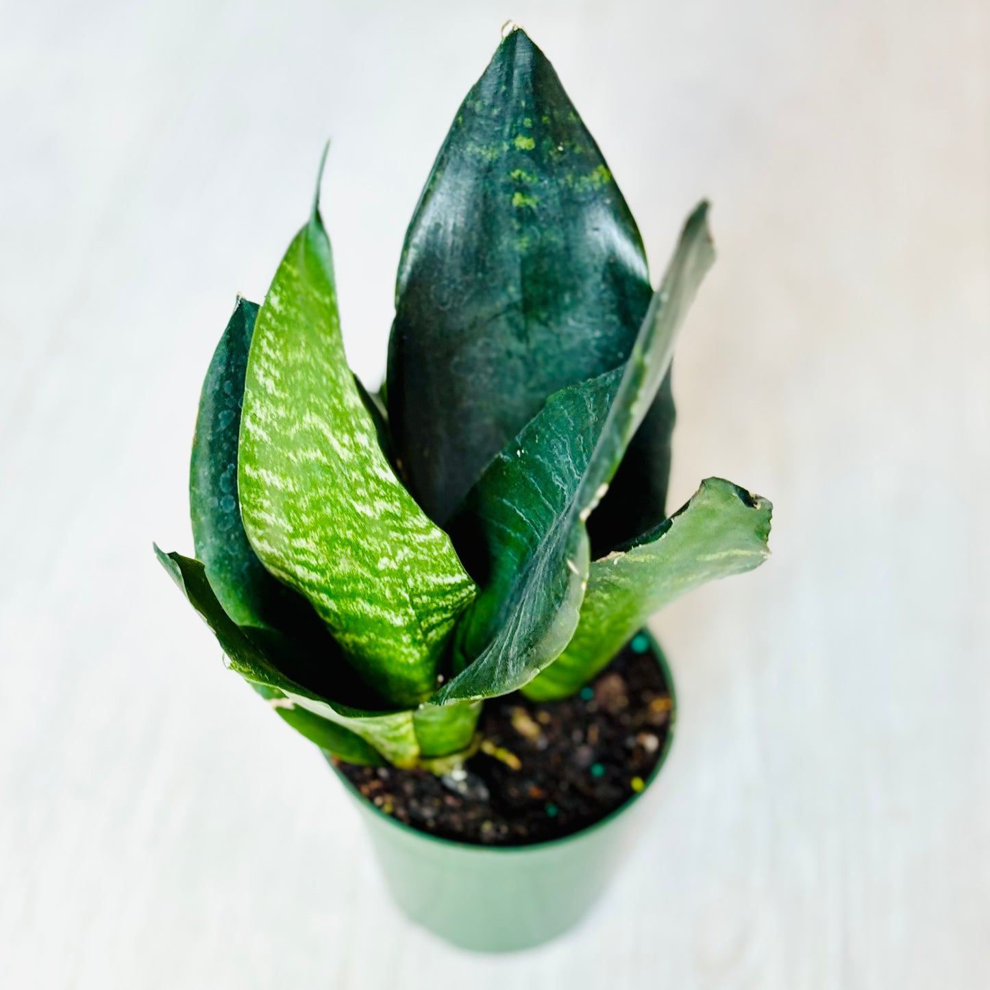 Black Dragon Snake Plant
