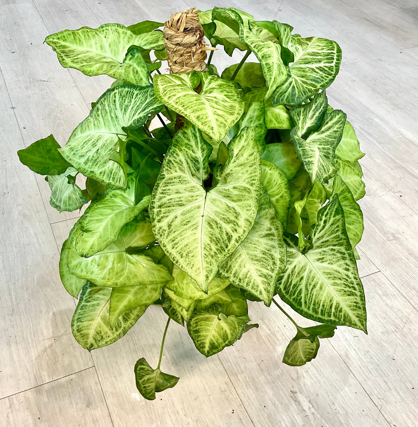 White Butterfly Syngonium