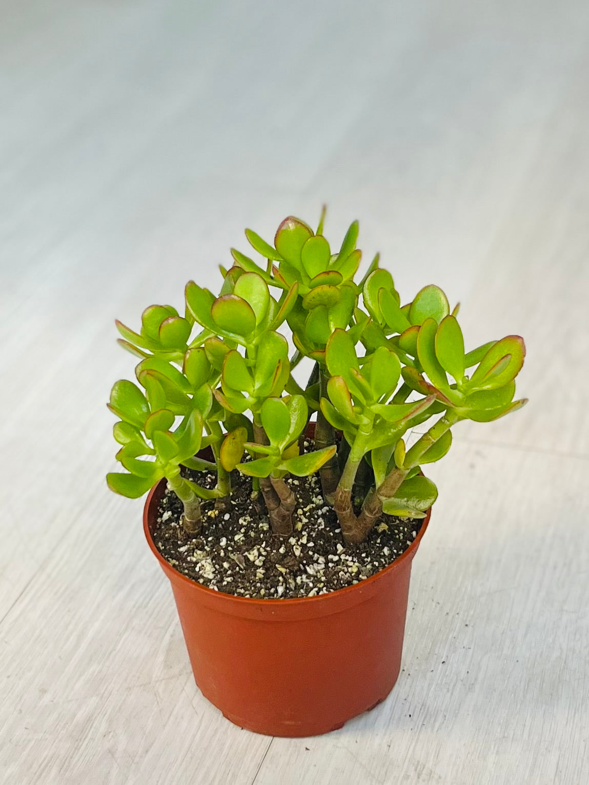 Jade Plant