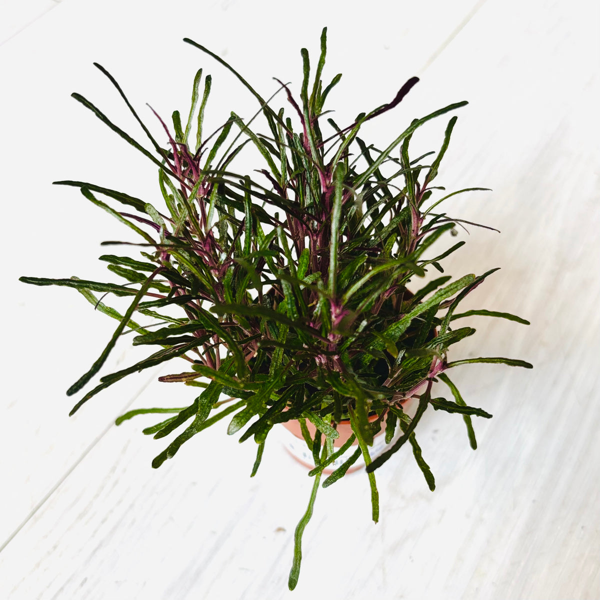 Houseplants - Assorted 2"
