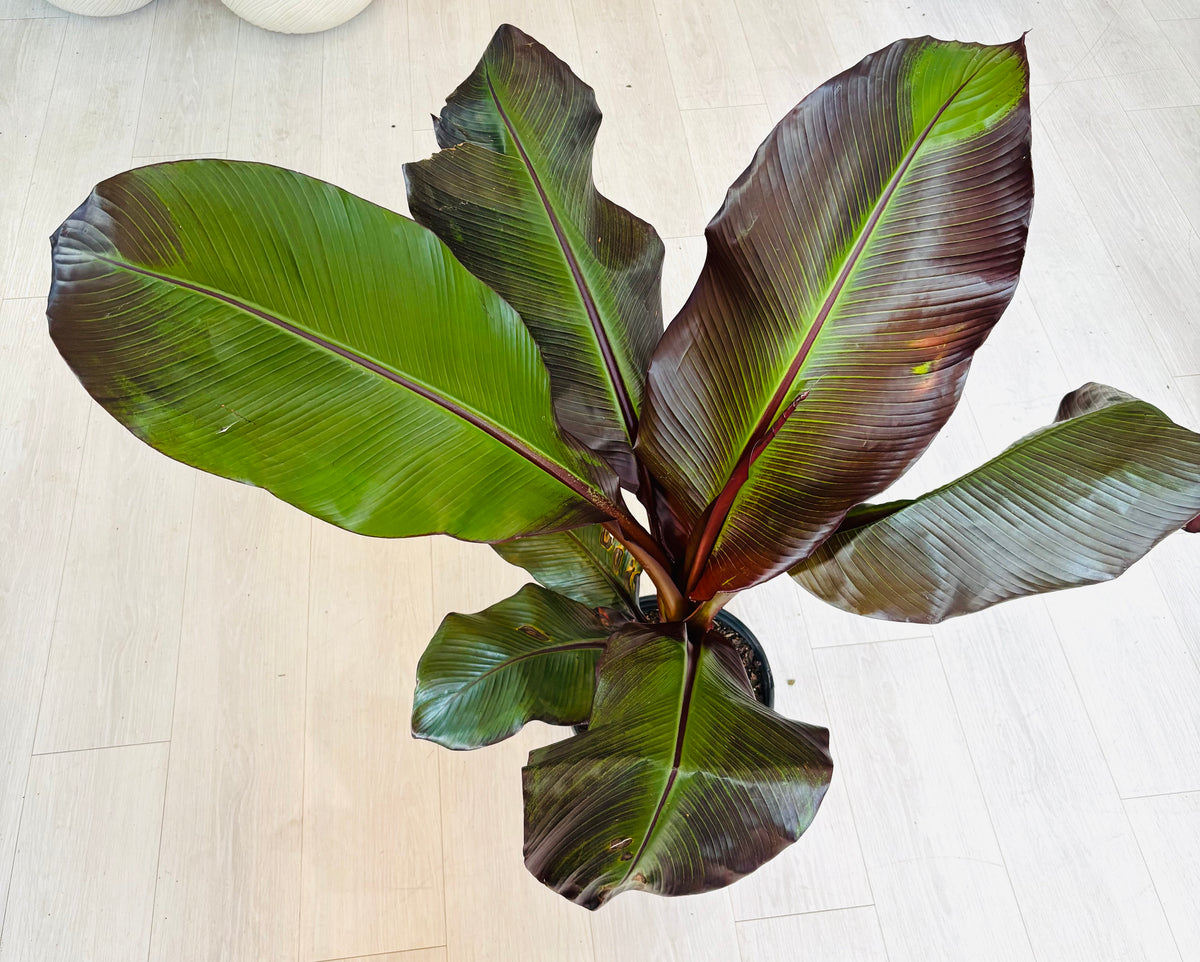 Banana Tree – SoCal Soul Plants & Gifts