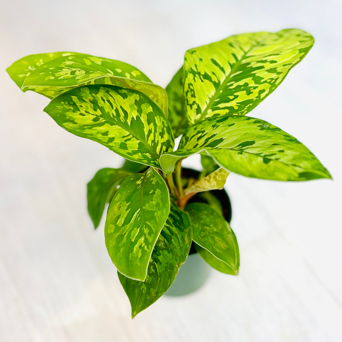 Camouflage Homalomena