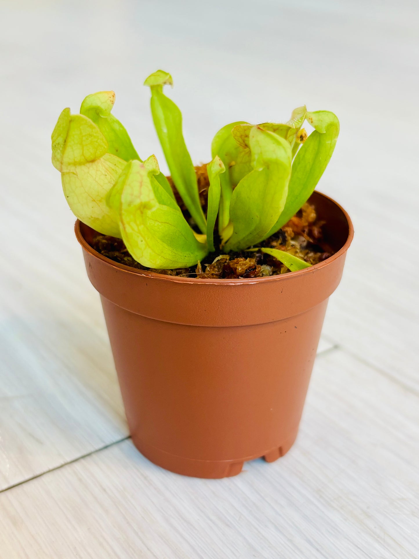 Sarracenia minor