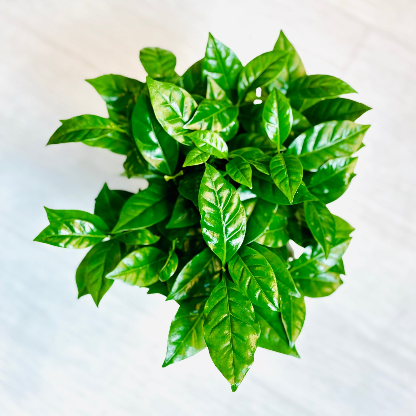 Coffea Arabica