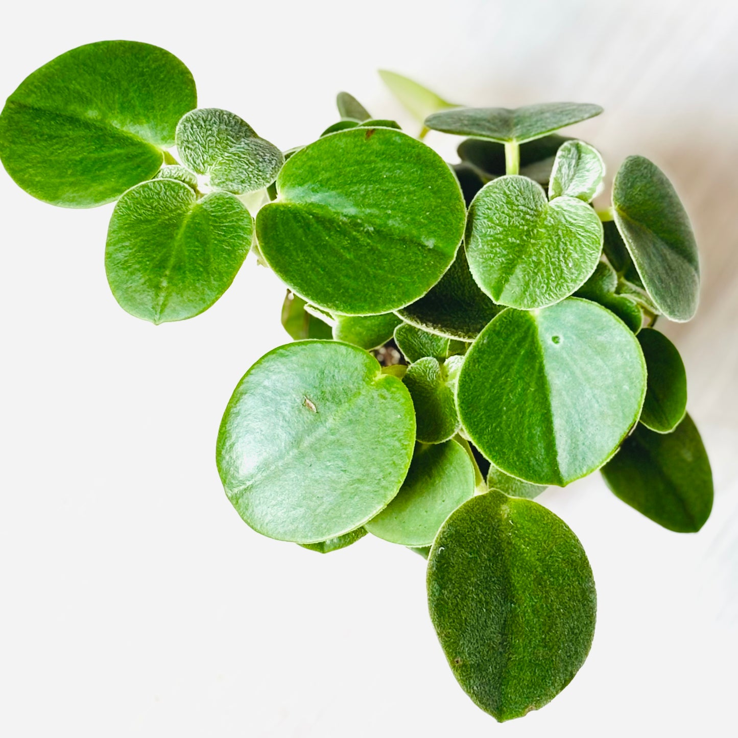 Felted Peperomia