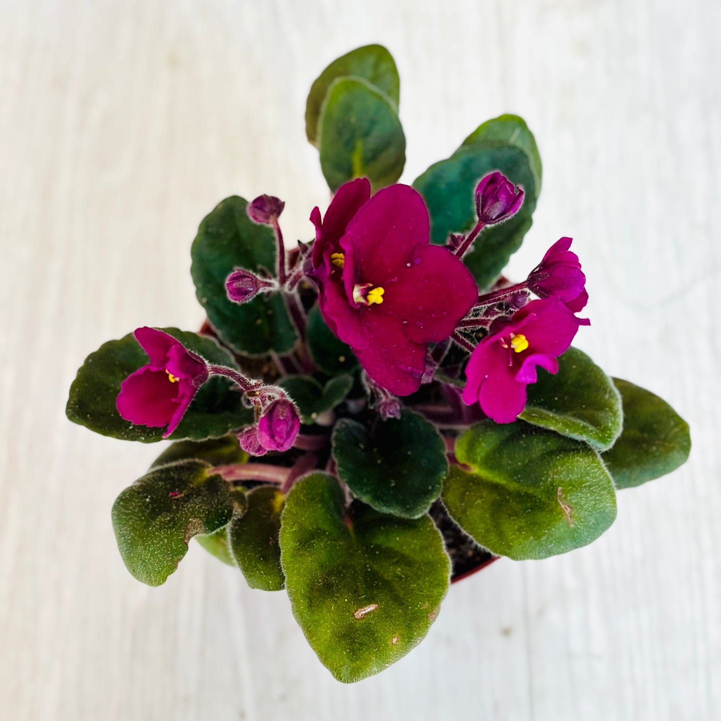 African Violet
