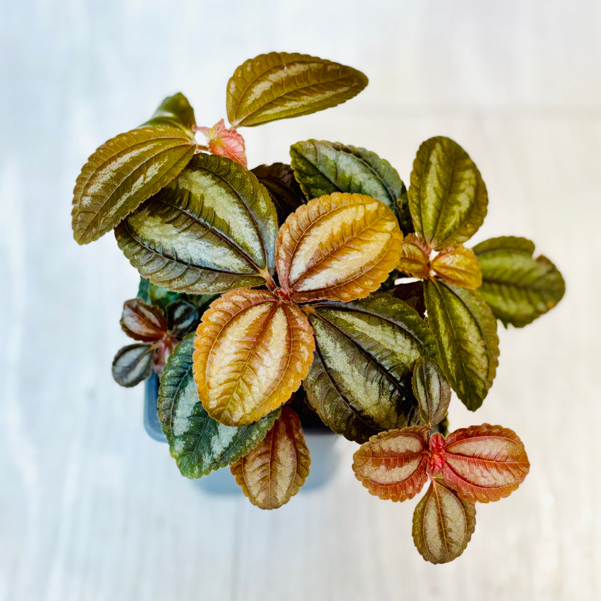 Houseplants - Assorted 3"