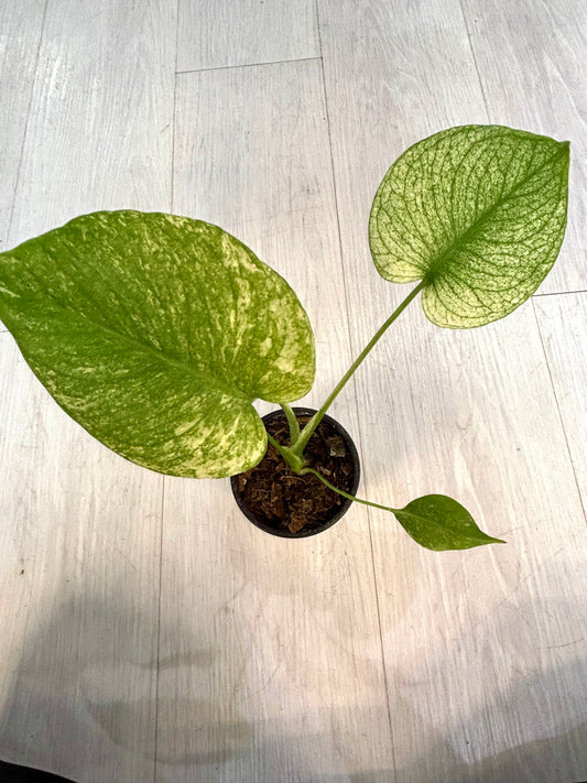 White Monster Monstera