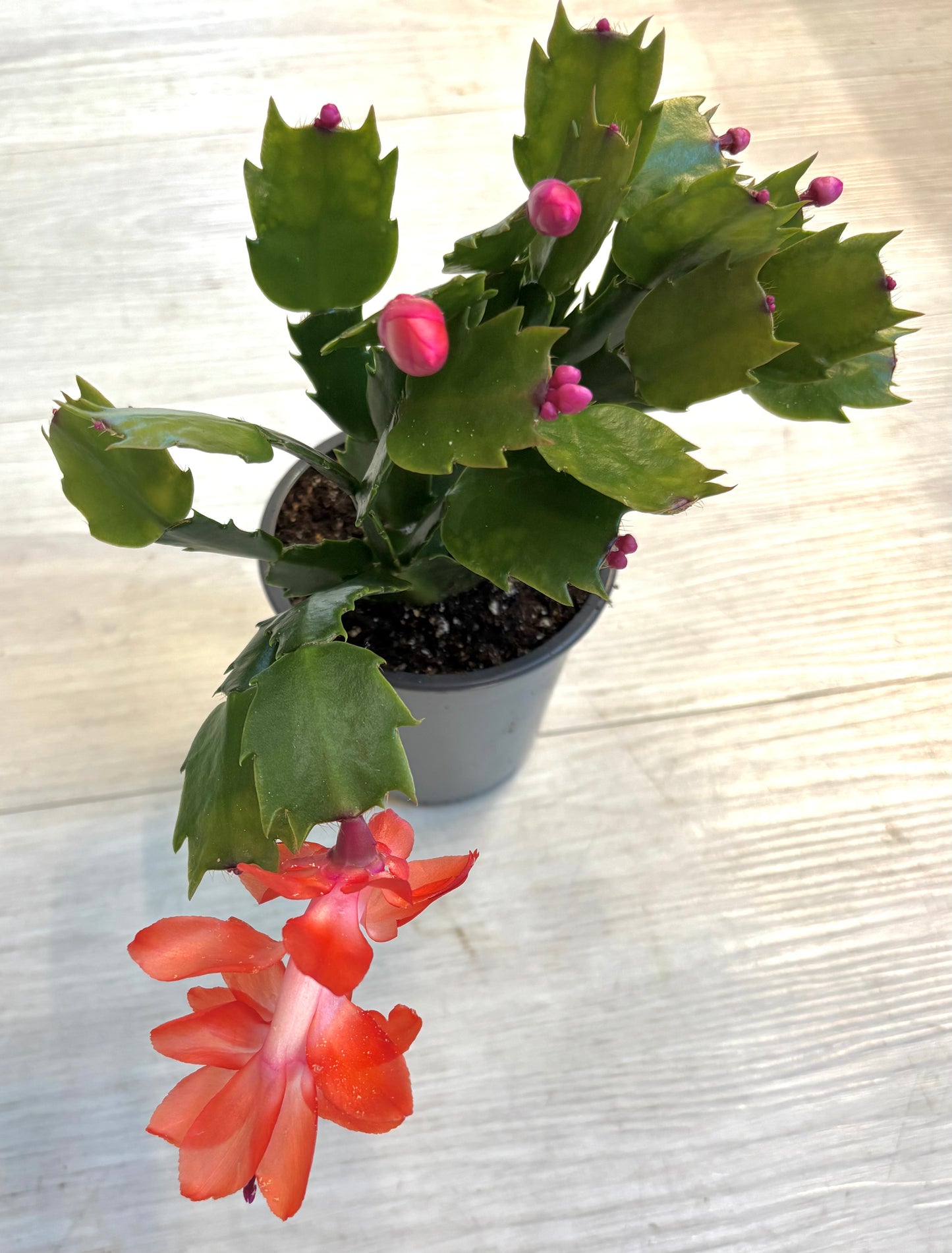Thanksgiving Cactus