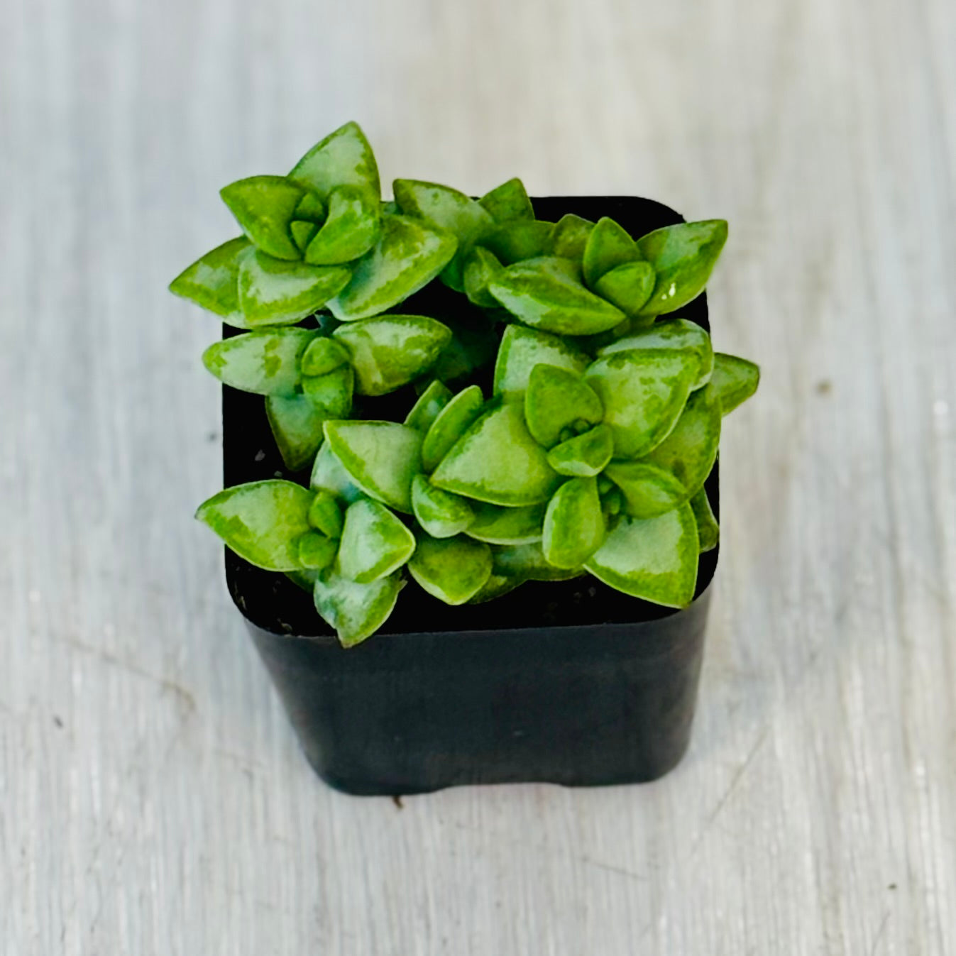 Succulents - Assorted 2”