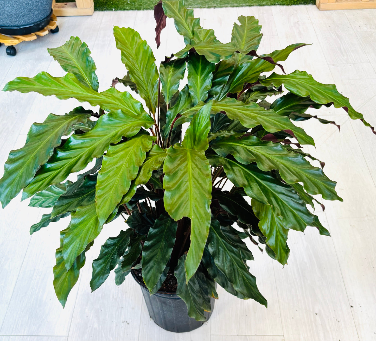 Rufibarba Calathea