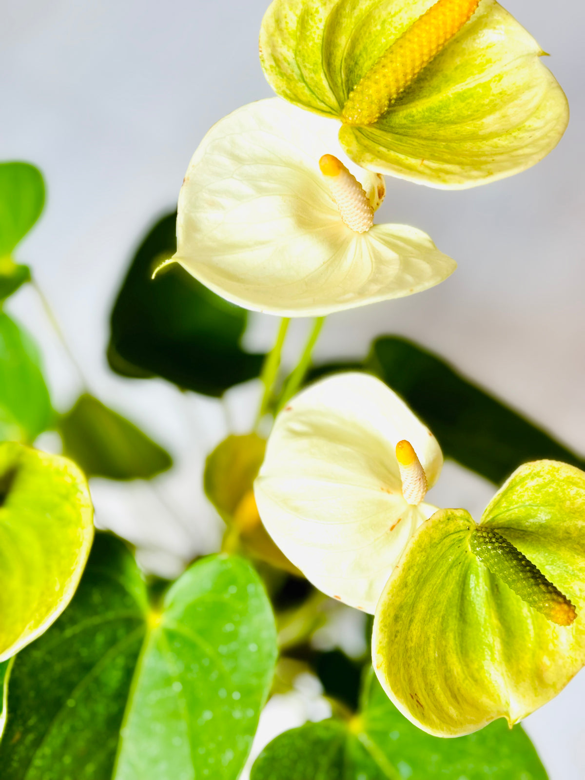 Dutch Anthurium