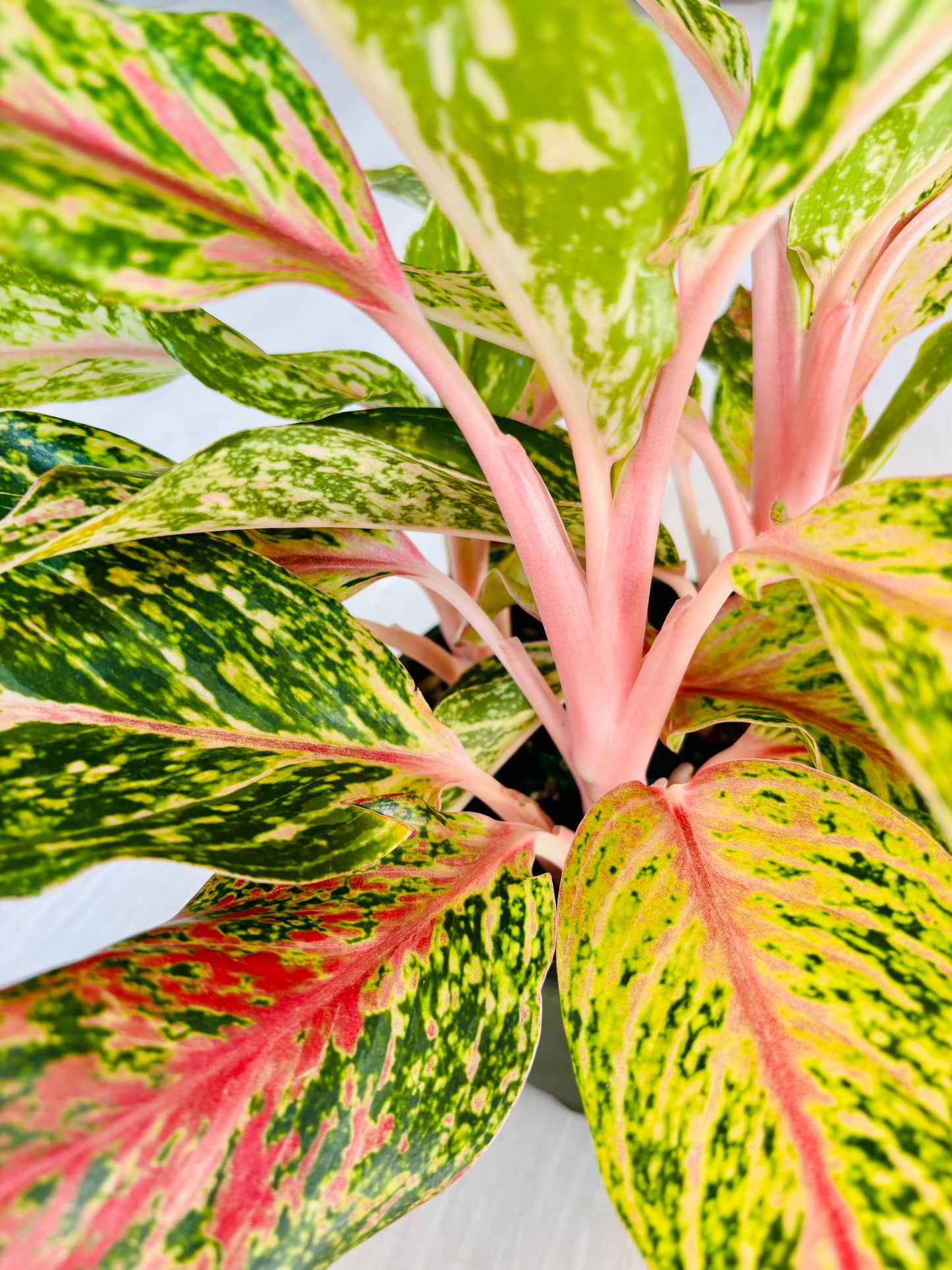 Aglaonema Butterfly