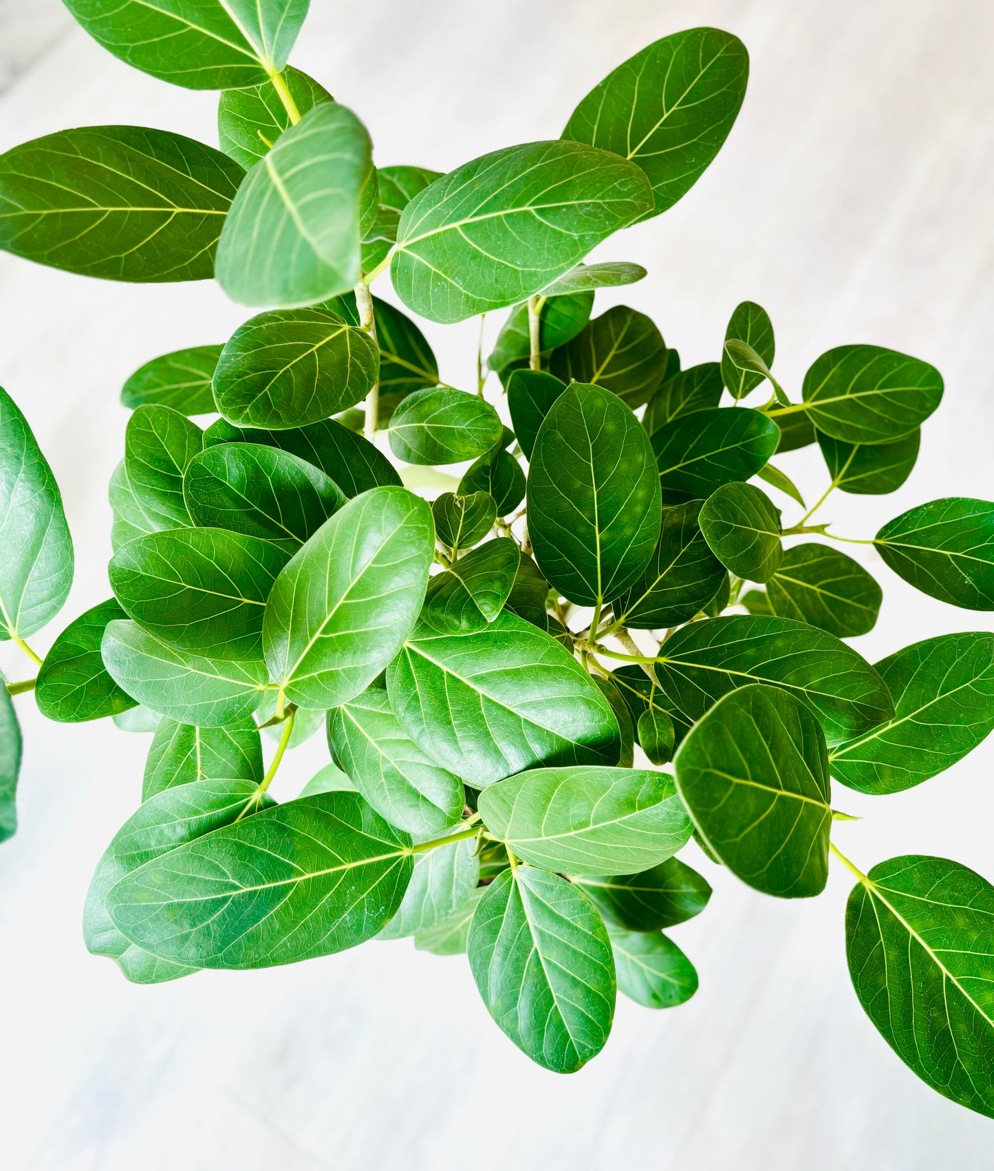 Audrey Bush Ficus