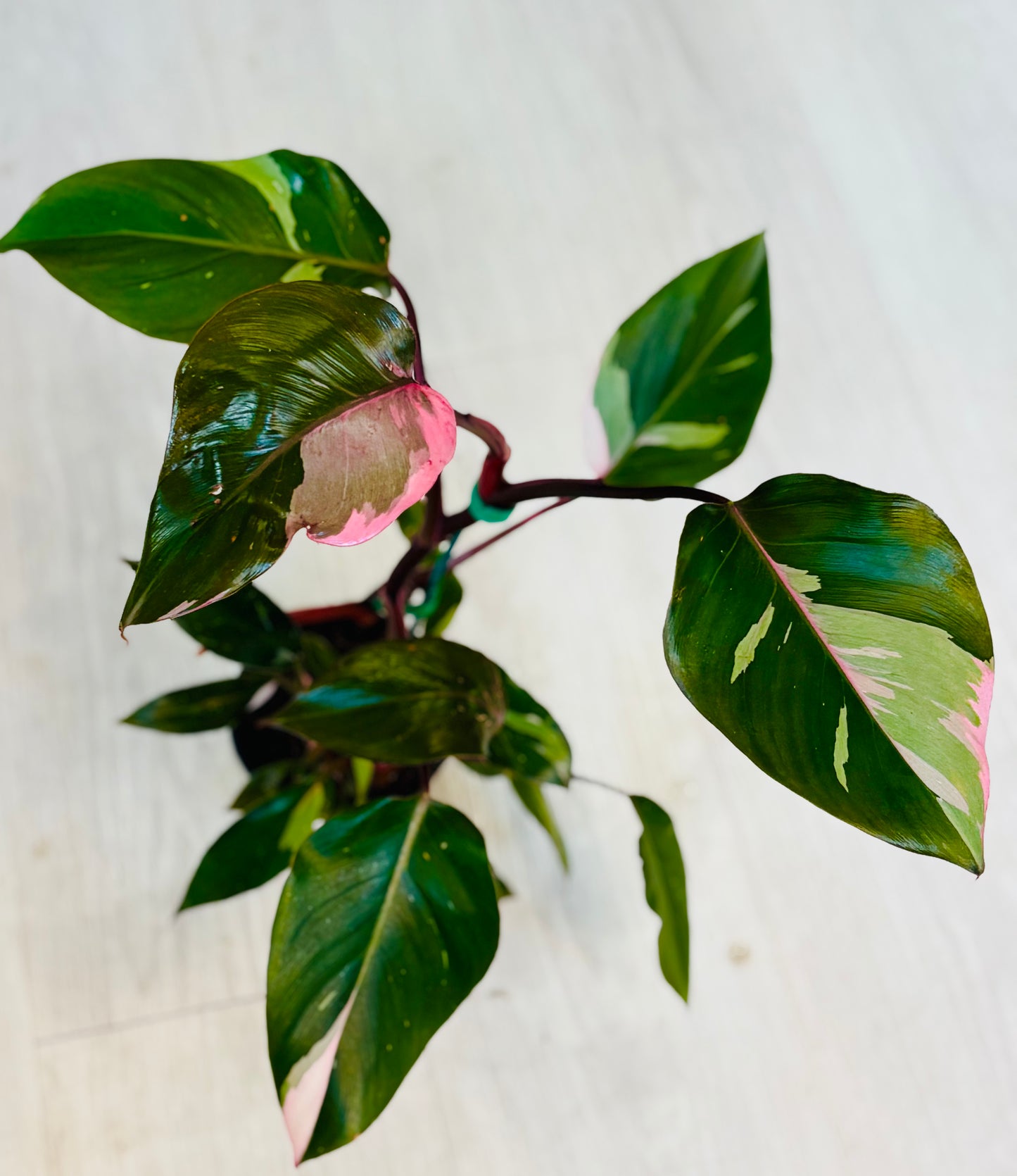 Marble Pink Princess Philodendron