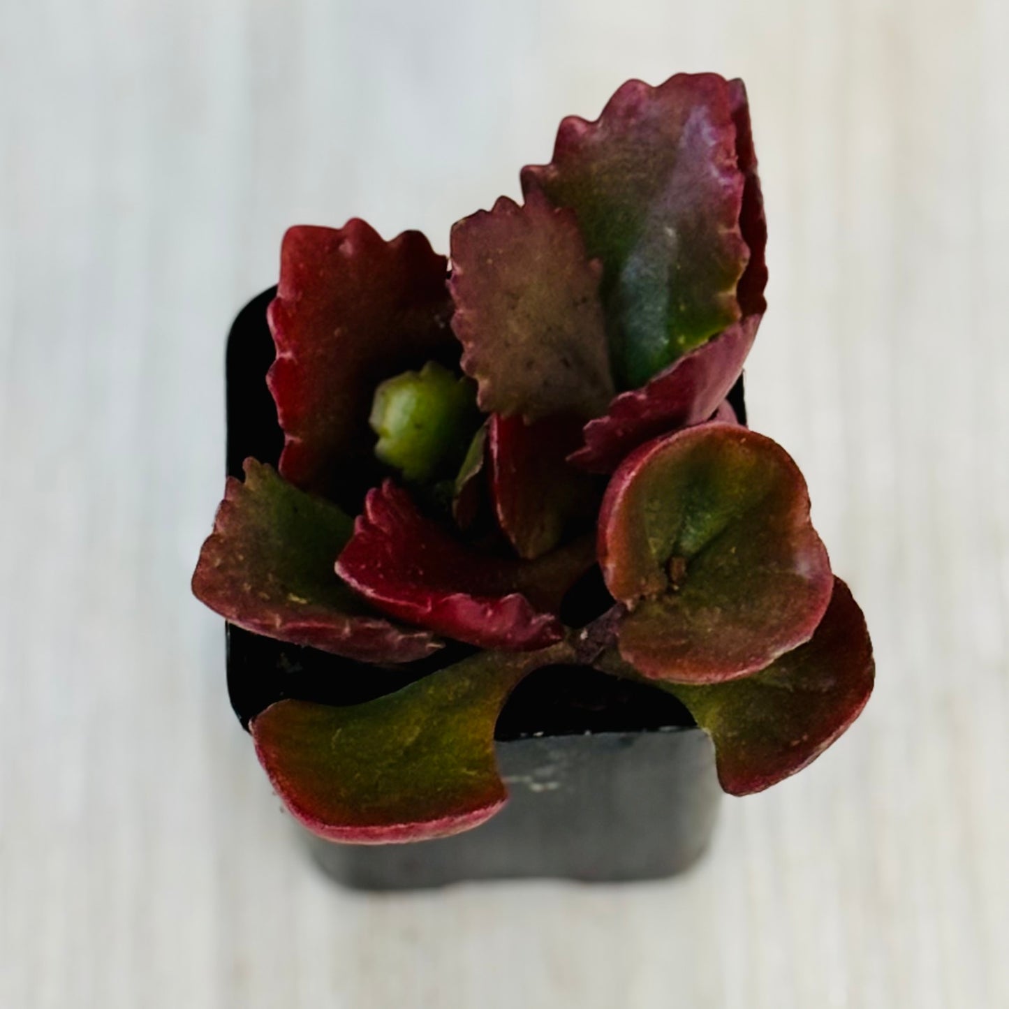 Succulents - Assorted 2”